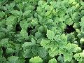 Forest Green Pachysandra